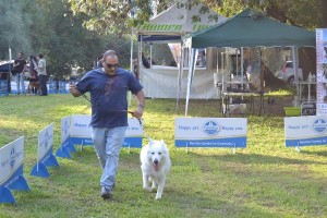 v-esposizione-nazionale-canina-a-crotone-tra-i-premiati-un-cane-cirotano2